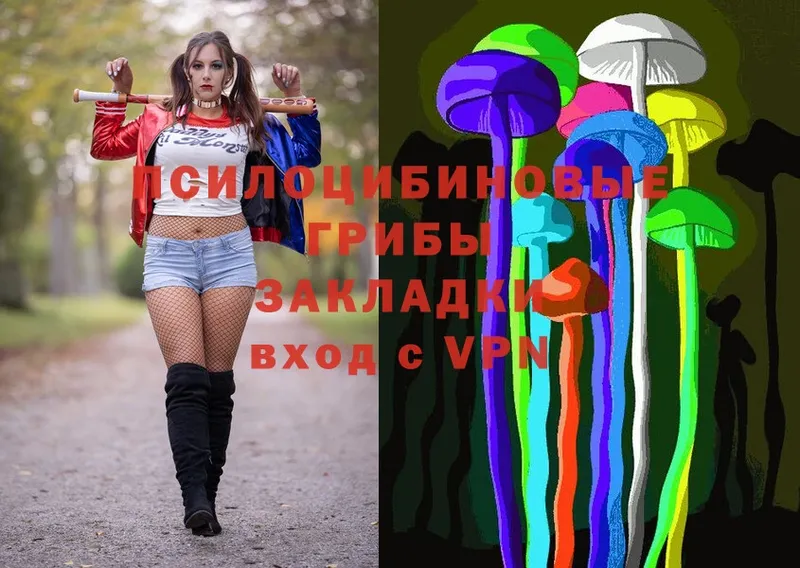 Псилоцибиновые грибы мицелий  Кашин 